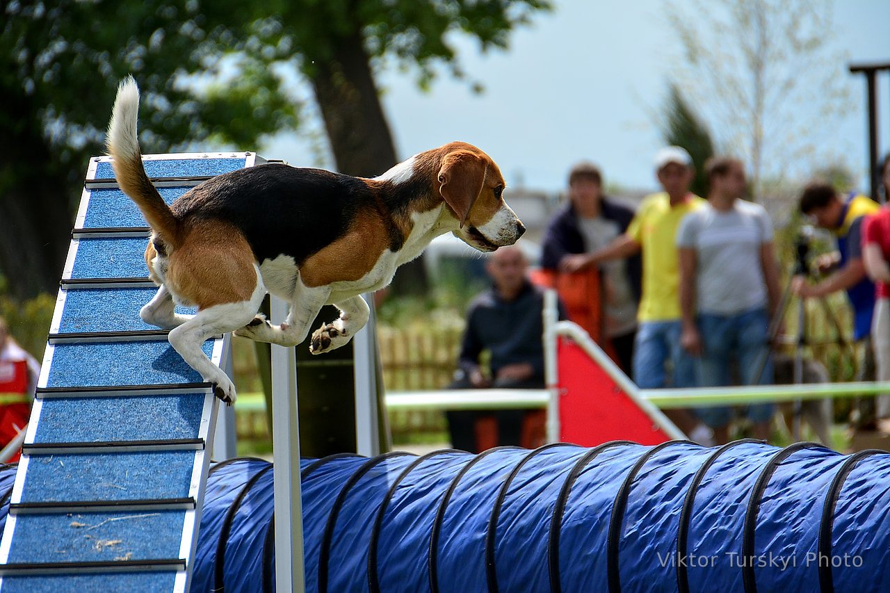 Agility Kyiv — photo 3