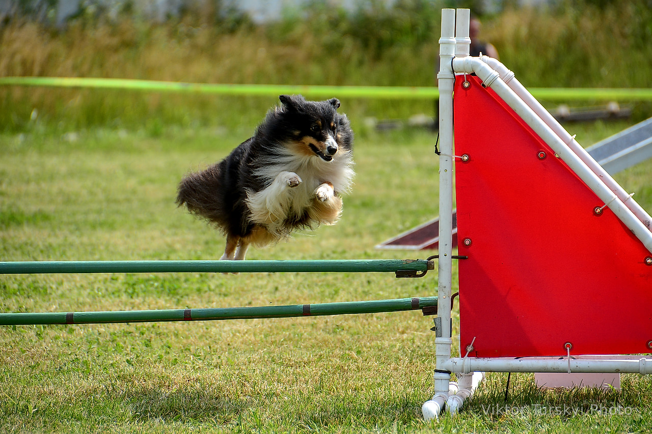 Agility Kyiv — photo 4