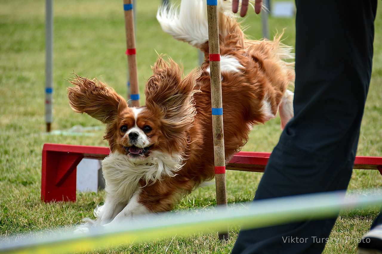 Agility Kyiv — photo 5