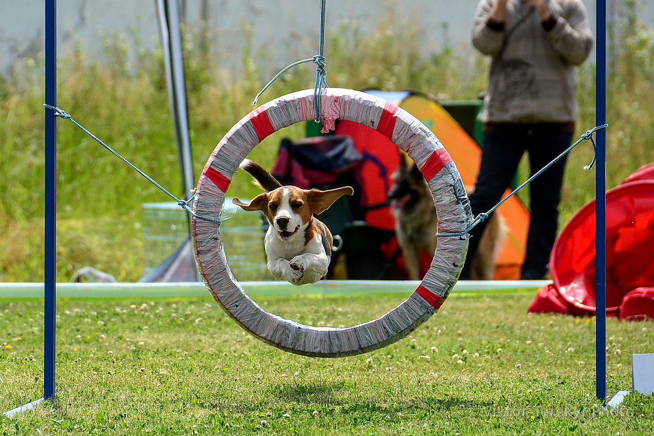Agility Kyiv — photo 6