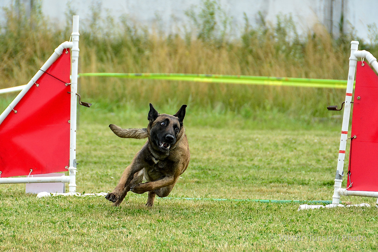 Agility Kyiv — photo 7