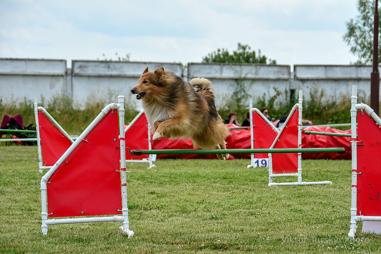 Agility Kyiv — photo 8