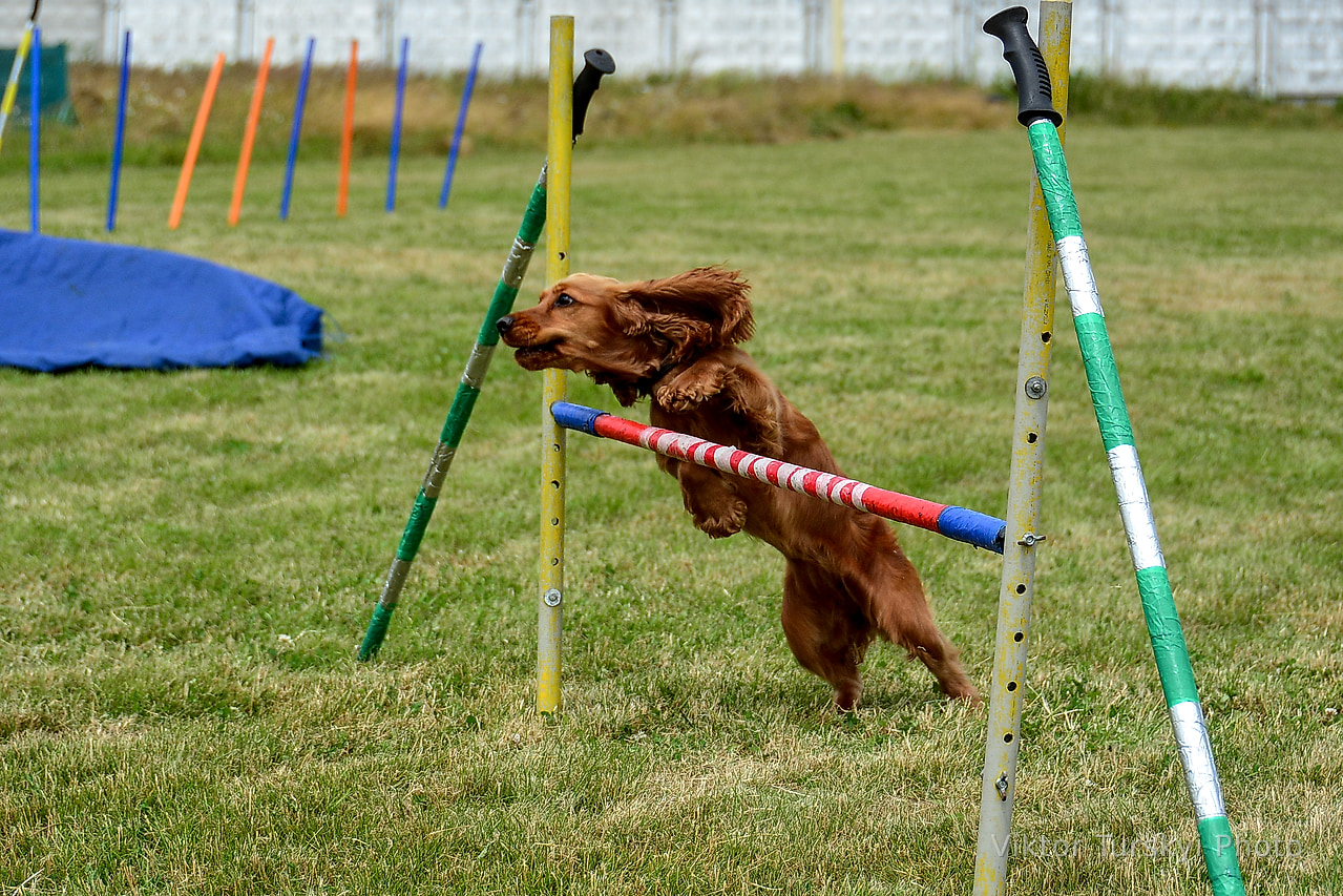 Agility Kyiv — photo 10