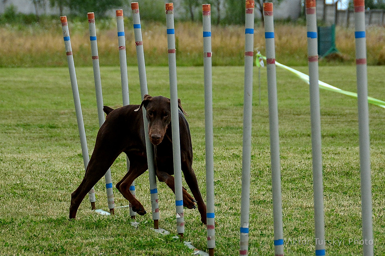 Agility Kyiv — photo 14