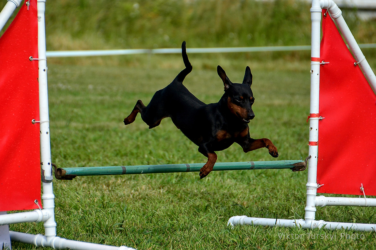Agility Kyiv — photo 18