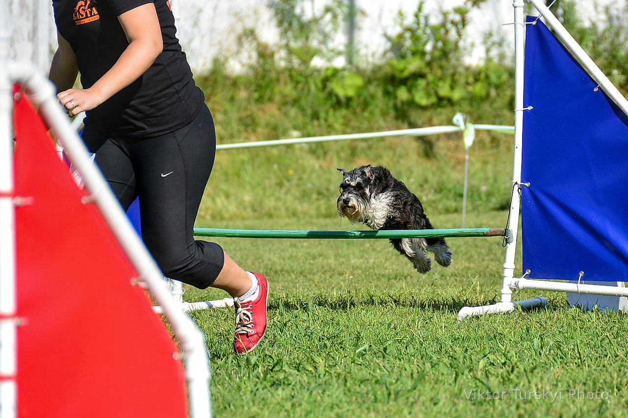 Agility Kyiv — photo 19