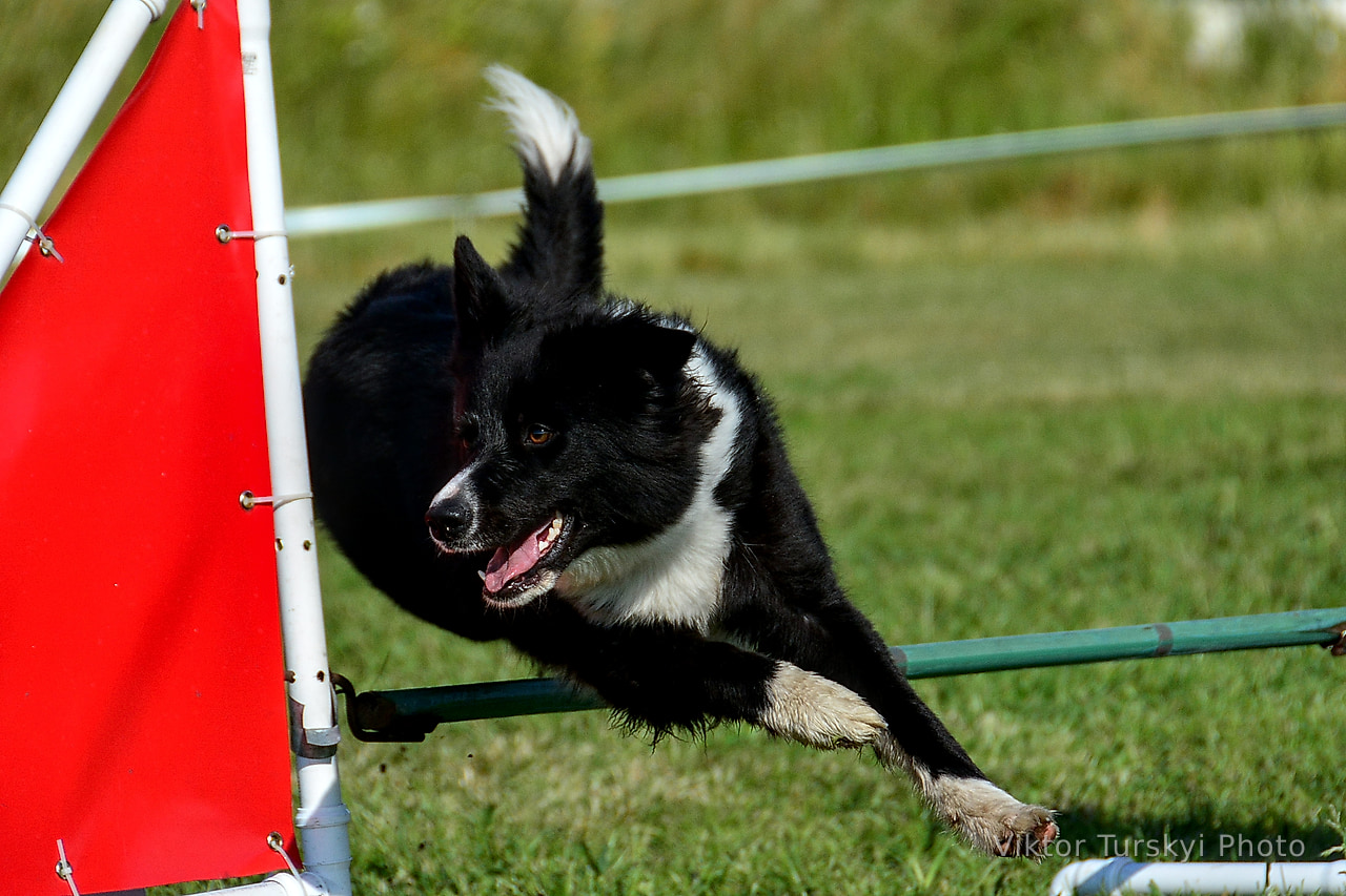 Agility Kyiv — photo 20