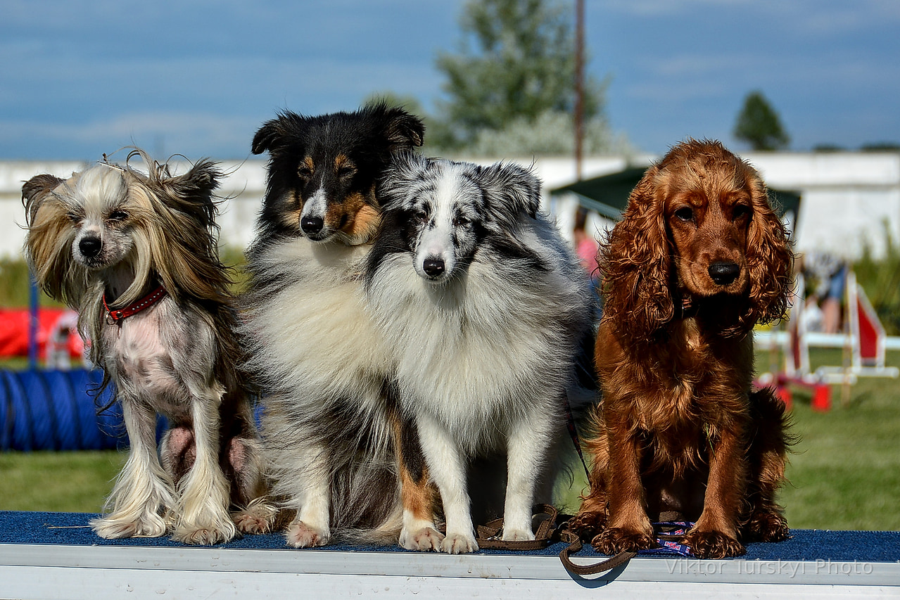 Agility Kyiv — photo 22